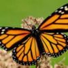 butterfly0419